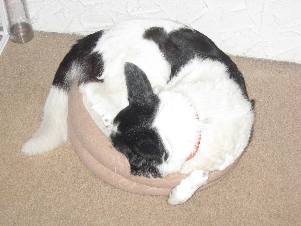Memes of big dogs in small beds are super popular