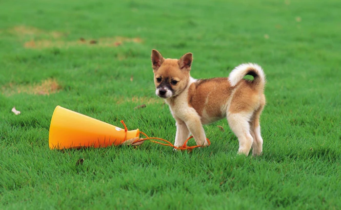Prime Training for Your Future Alpha Dogs Part 2 of 9