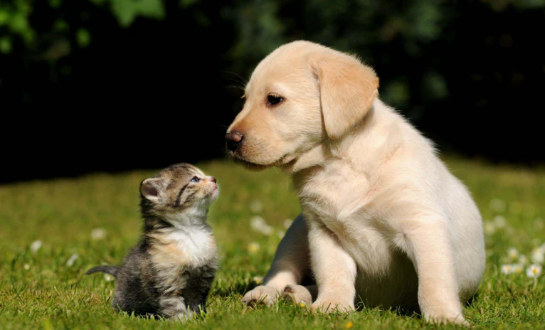 Good Nutrition for Pets: Do You Really Need It? This Will Help You Decide! Part 4 of 9