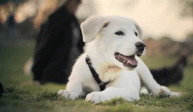 Dogs Love the Park! -So Puppies Would Too...Right?