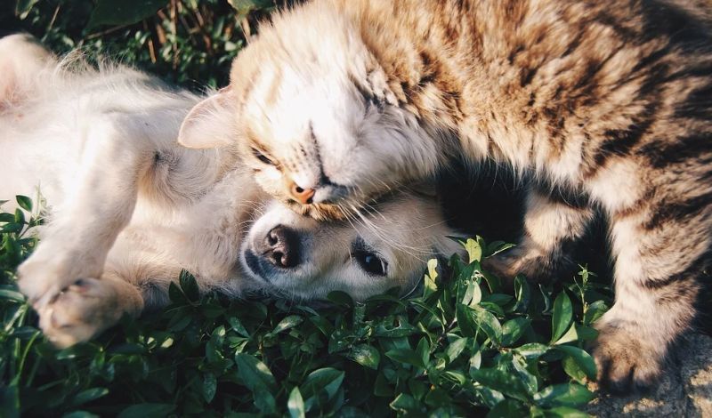 The Ultimate Gift Guide for Pets