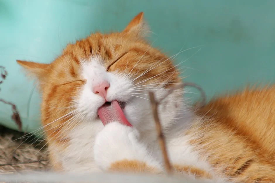 Your Cat's Claws: Preventing Destroyed Furniture