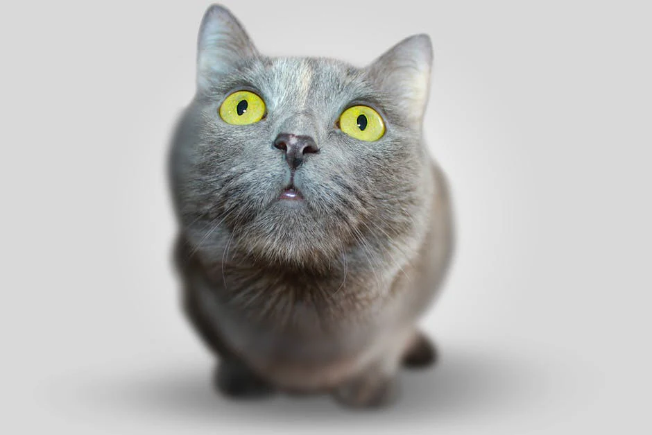 Cat Activities Perfect For Your Feline Friend