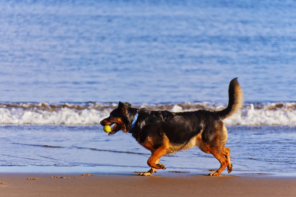 10 Dog Friendly Beaches You Need to Visit This Summer