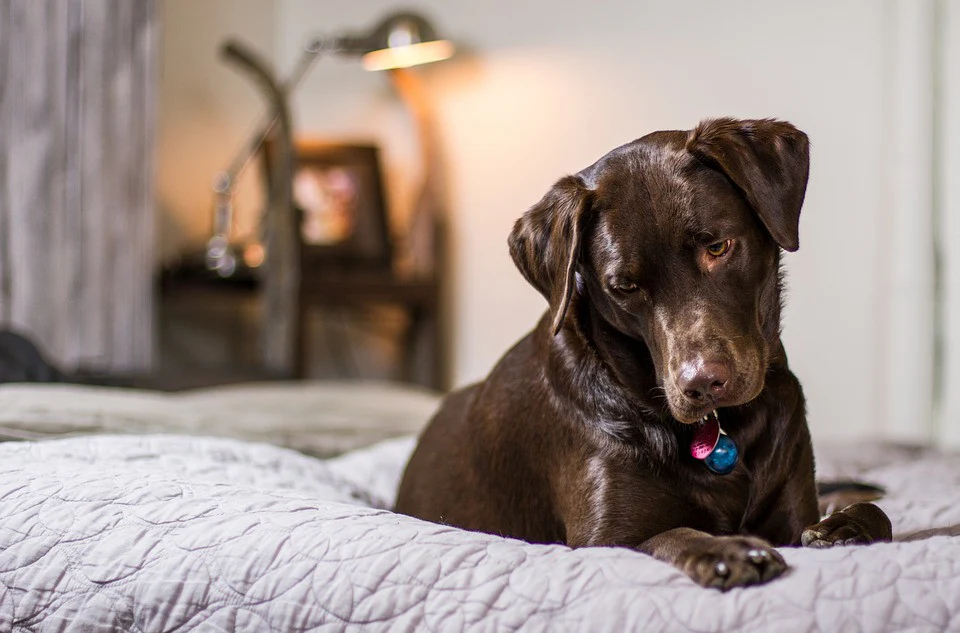 Finding The Right Dog Bed For Your Large Breed Dog