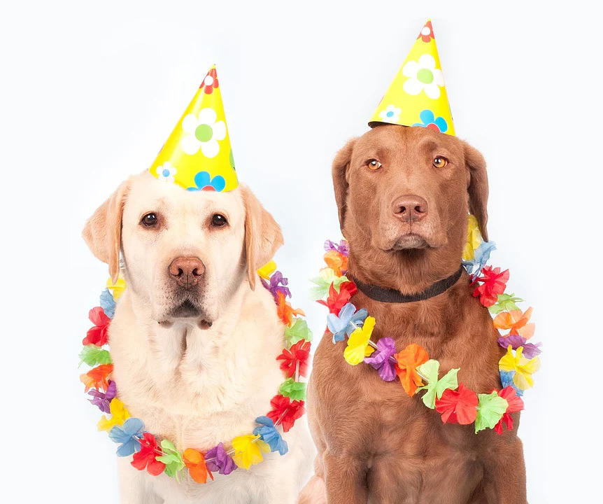 National Pet Month: 10 Ways to Celebrate the Joy Pets Bring Us