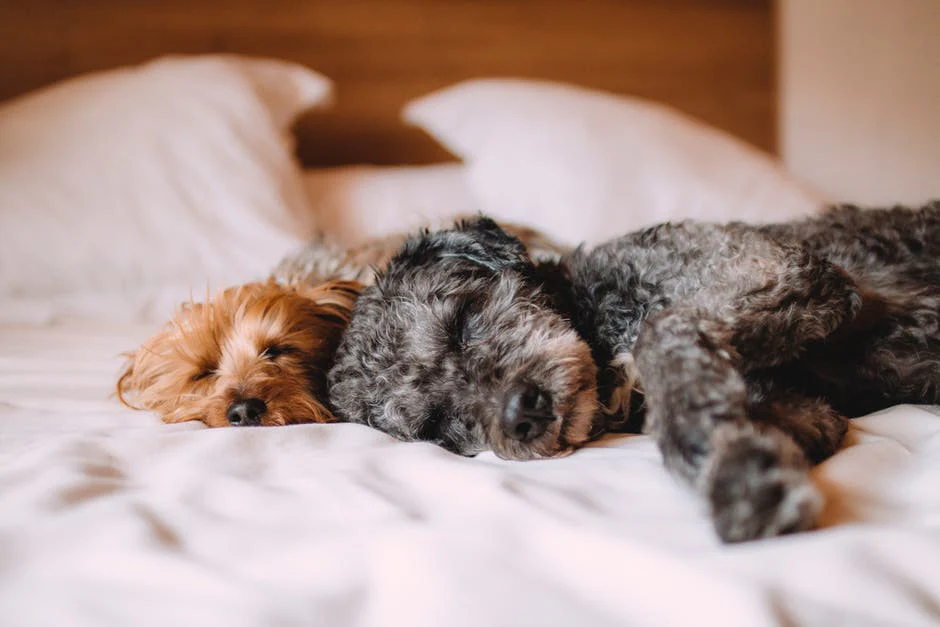 Why You SHOULDN'T Let Your Dog Sleep in The Bed With You