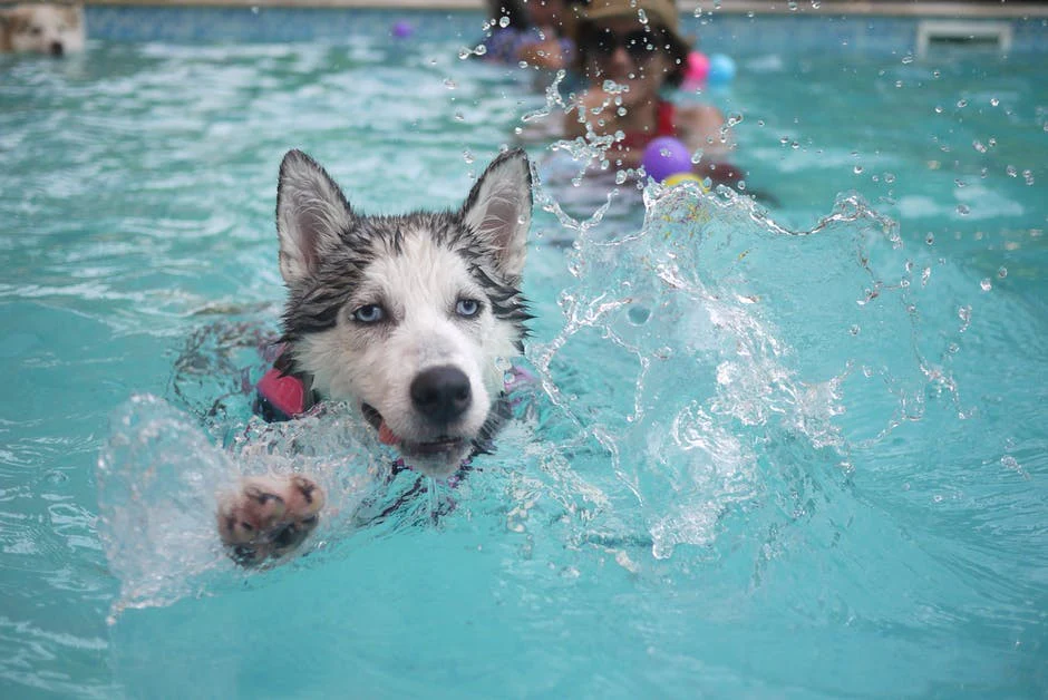 The Best Dog Beds To Keep Your Dog Cool This Summer