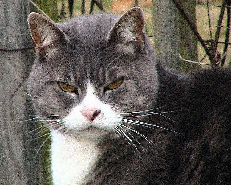 Stressed Out Cat? Decoding and Fixing the Problem Behind Cat Stress