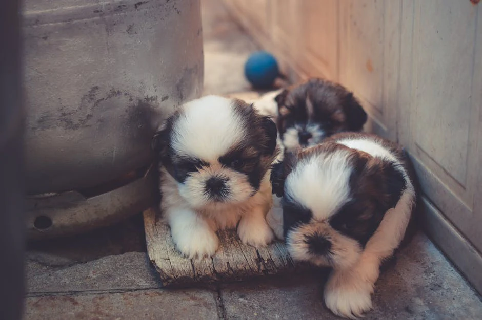 Happy National Puppy Day! Prepare Your Home For A New Family Member