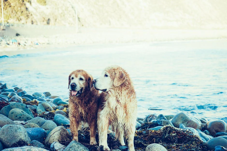 Keeping Senior Dogs Comfortable During Their "Golden Years"