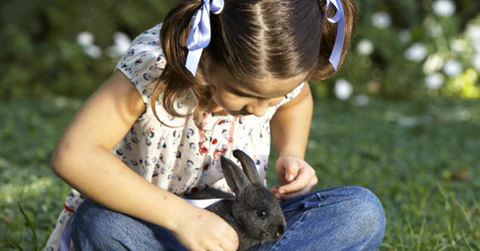Pet Healthy and Wellness Tips