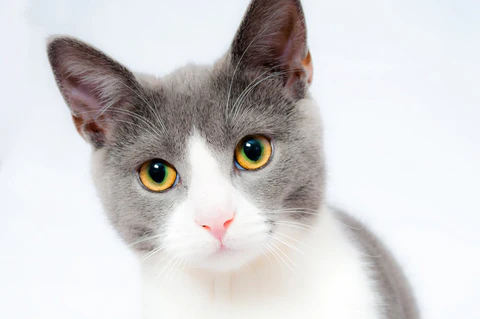Fun cat activities to help your cat release some energy