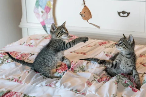 Playtime is fun for your cat with these cat activities