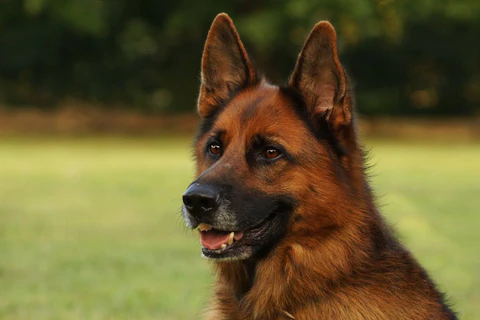 Caring for a senior dog