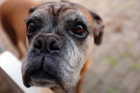 Keeping your senior dog comfortable