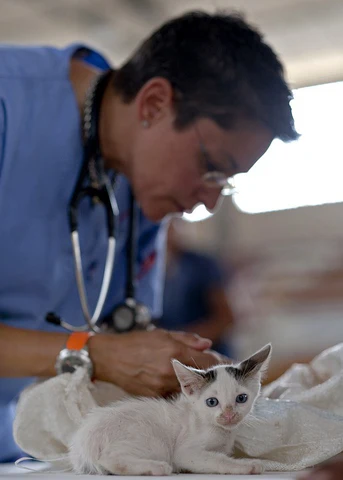 Keeping your cat active with these cat activities may keep them healthy