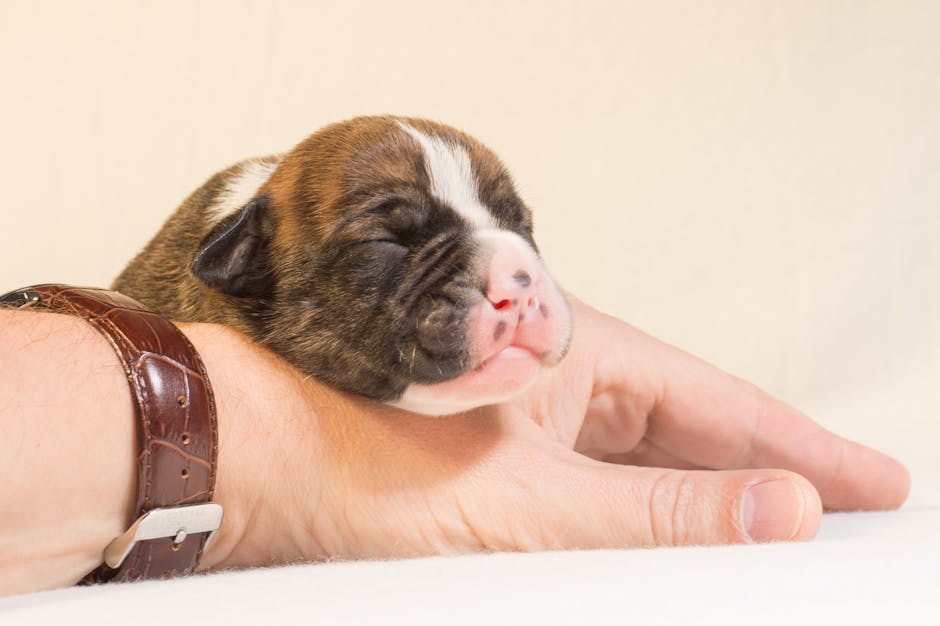 Celebrate National Puppy Day by adding a puppy to your family