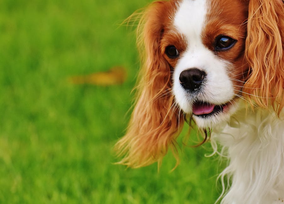 Keep your pets safe from insect bites this Spring