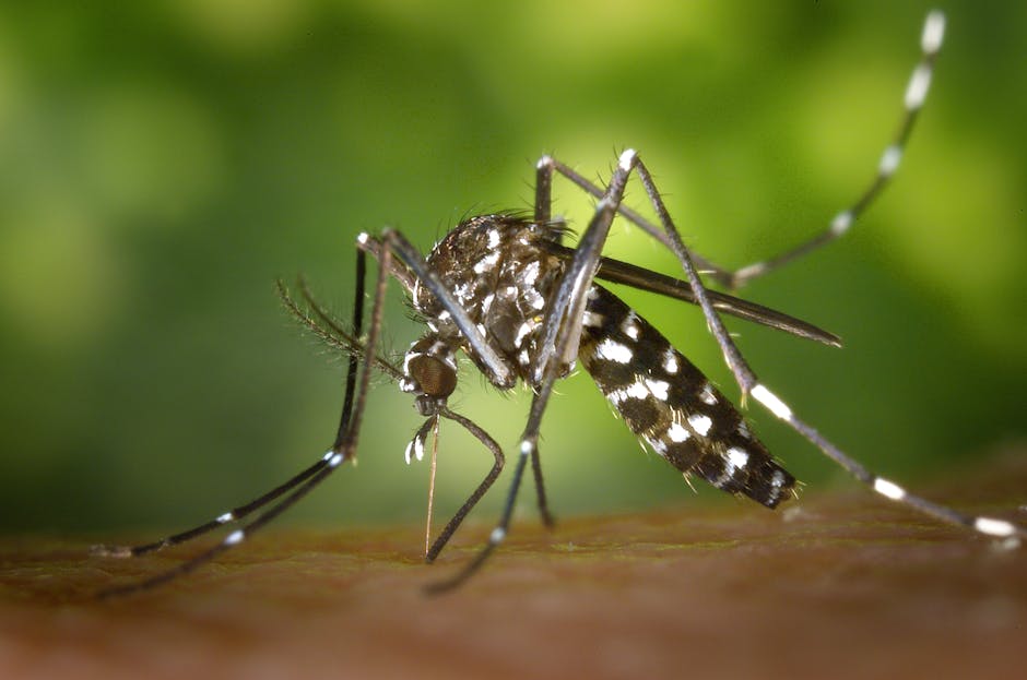 Dogs can only get heartworms if an infected mosquitoes bites them