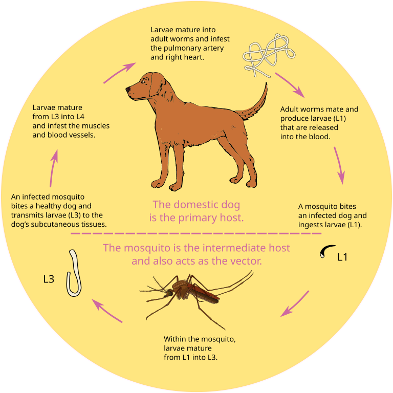 The life cycle of heartworms in a dog