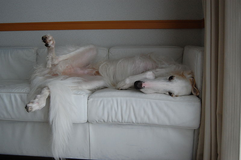 Finding the right dog bed for your large breed dog is important